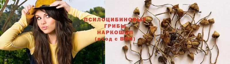 Псилоцибиновые грибы Psilocybe Приморско-Ахтарск