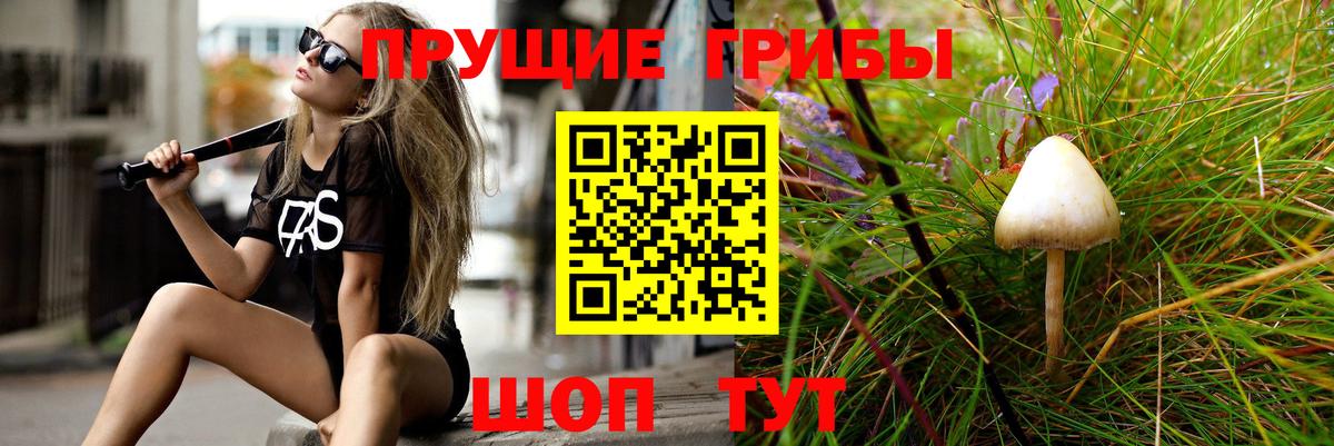 Псилоцибиновые грибы Psilocybe  Вход с VPN  Приморско-Ахтарск 